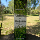 INCENSO MANJERICÃO - Caixa 200 Varetas